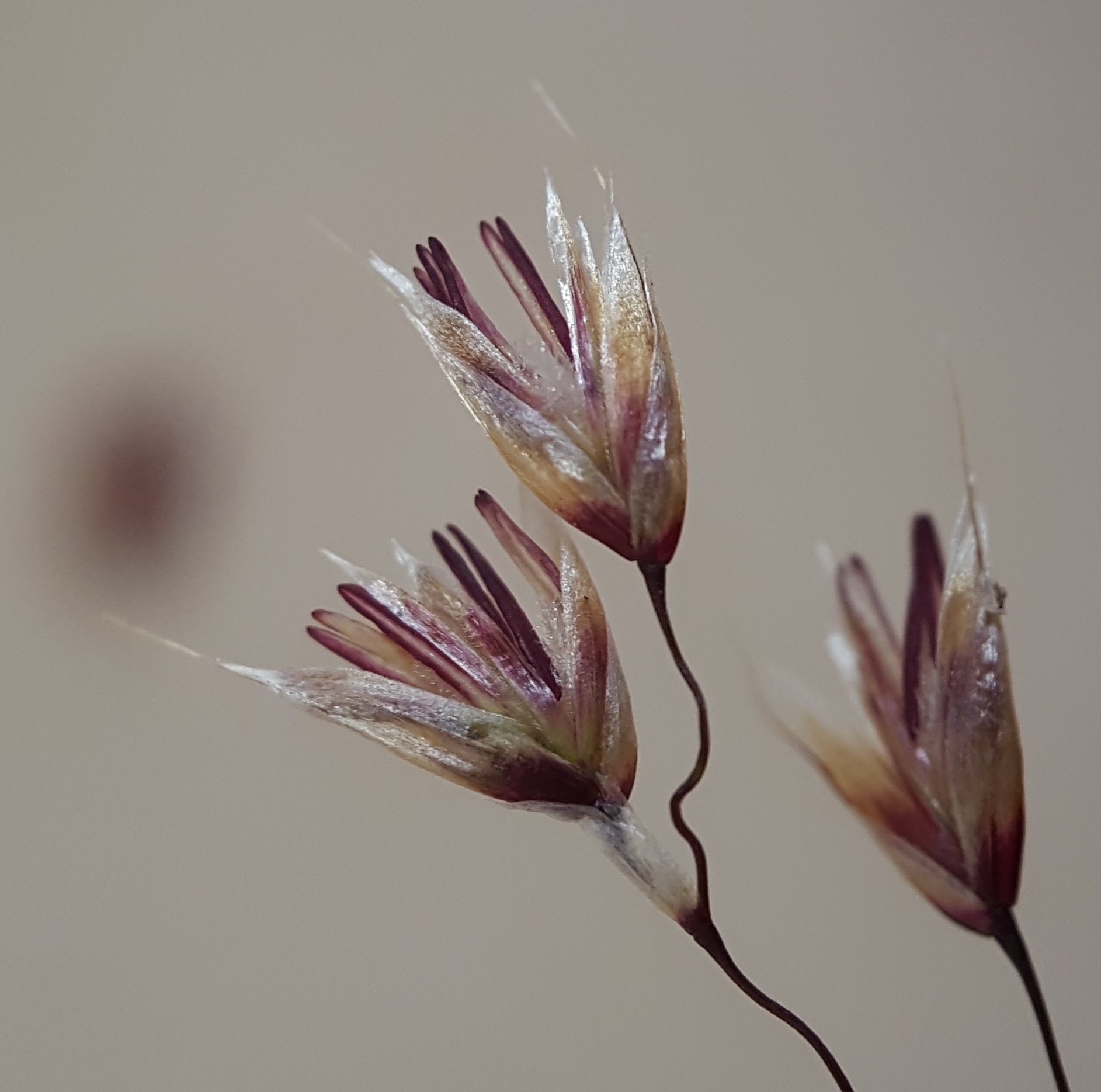 (c) François Rousseu, certains droits réservés (CC BY-NC) https://www.inaturalist.org/observations/150900496
