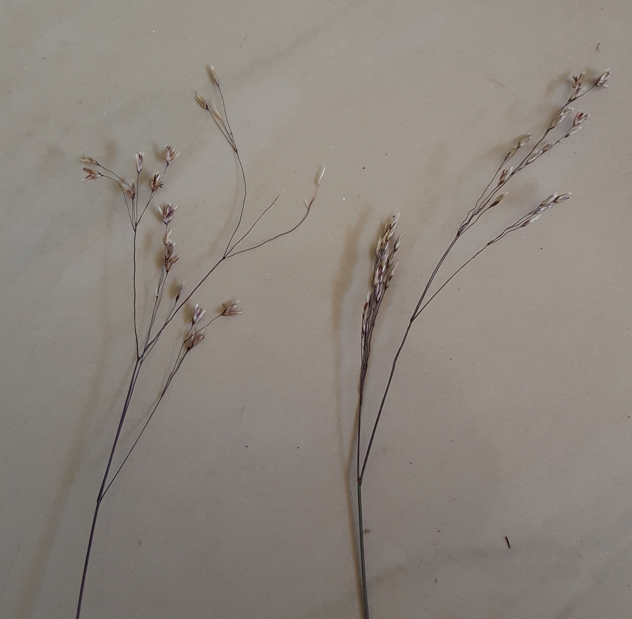 (c) François Rousseu, certains droits réservés (CC BY-NC) https://www.inaturalist.org/observations/150900496