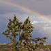 Eastern Joshua Tree - Photo (c) Bryce Silver-Bates, some rights reserved (CC BY-NC), uploaded by Bryce Silver-Bates