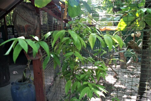 Dracaena surculosa