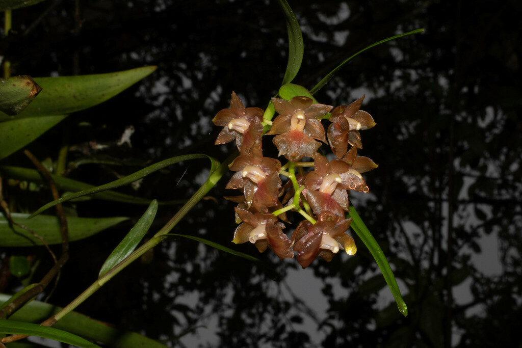 Epidendrum gratissimum (Rchb.f.) Hágsater & Dodson
