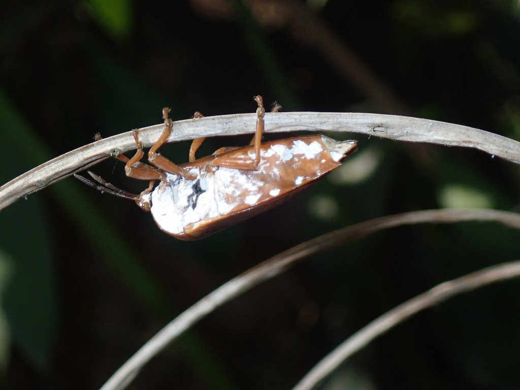 Lychee Stink Bug from 833台灣高雄市鳥松區833 on March 12, 2023 at 10:26 AM by ...