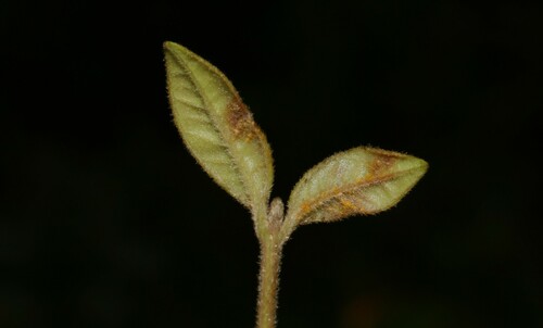 Image of Lenwebbia prominens by (c) Greg Tasney, some rights reserved (CC BY-SA)