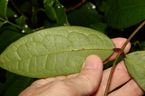 Image of Palmeria racemosa by (c) Greg Tasney, some rights reserved (CC BY-SA)