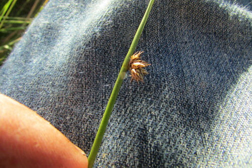 Grassveld Clubrush (Schoenoplectus decipiens)