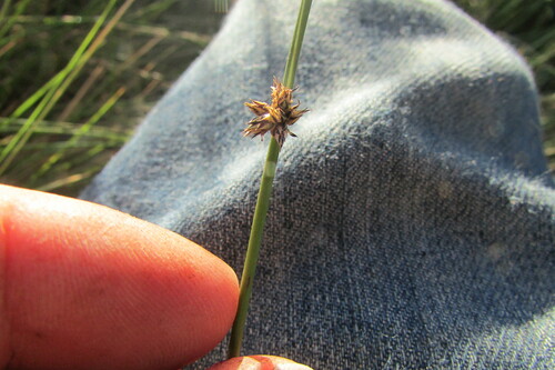 Image of Schoenoplectus decipiens by (c) James Deacon, some rights reserved (CC BY-SA)
