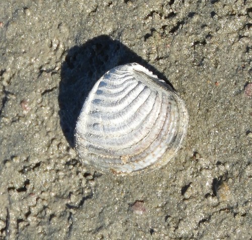 Iliochione subrugosa