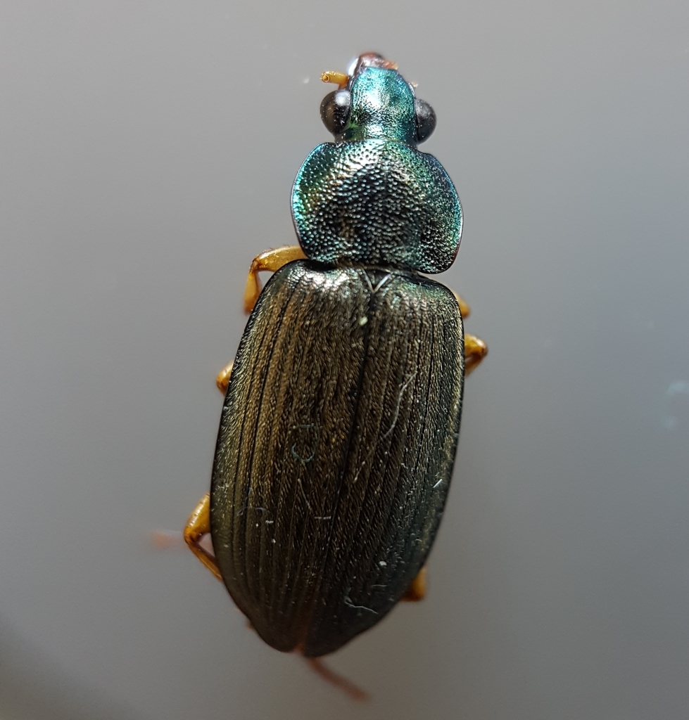Chlaenius bisignatus