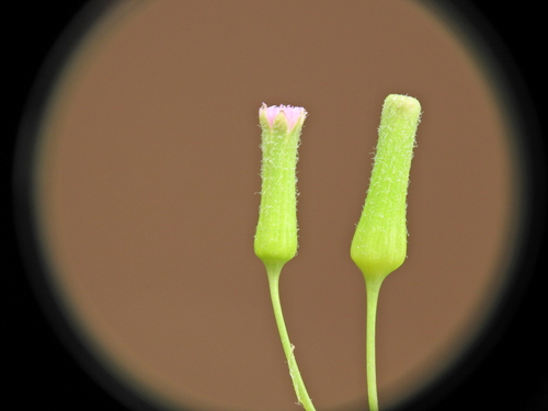 Emilia sonchifolia