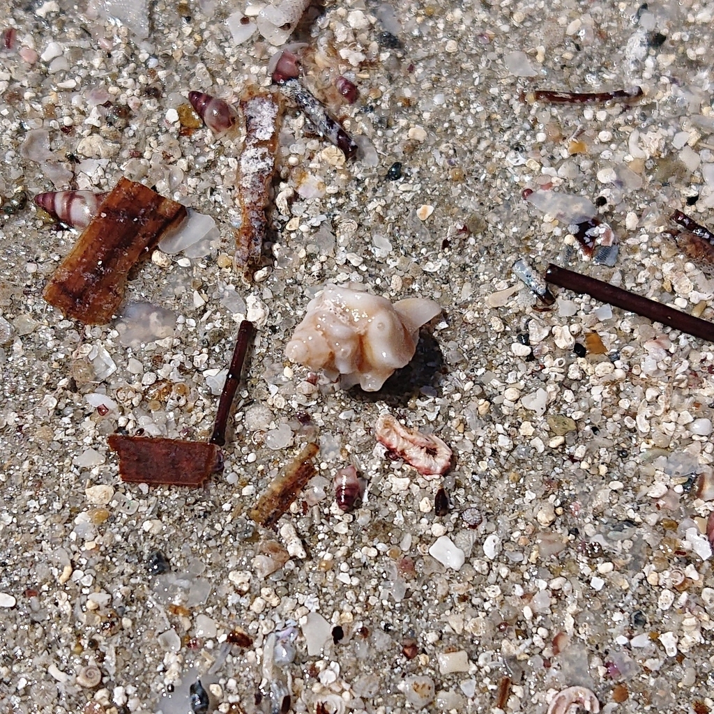 Monstrotyphis