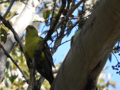 Polytelis anthopeplus