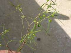 Euphorbia hexagona