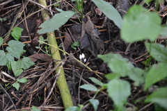 Coprinopsis
