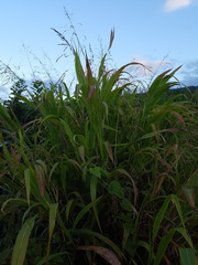 Sorghum bicolor subsp. verticilliflorum image
