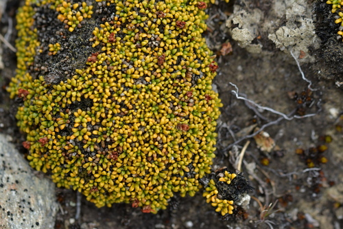 Phyllachne rubra (Phyllachne rubra)