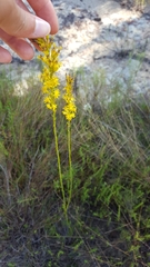Solidago stricta
