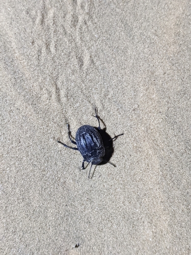 Erodius sauditus