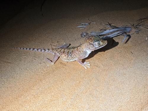 Middle Eastern Short-fingered Gecko