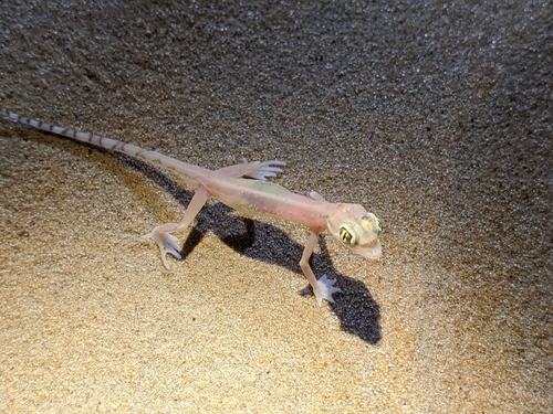 Arabian Short-fingered Gecko