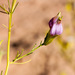 Cordylanthus wrightii - Photo (c) Colin Barrows, algunos derechos reservados (CC BY-NC)