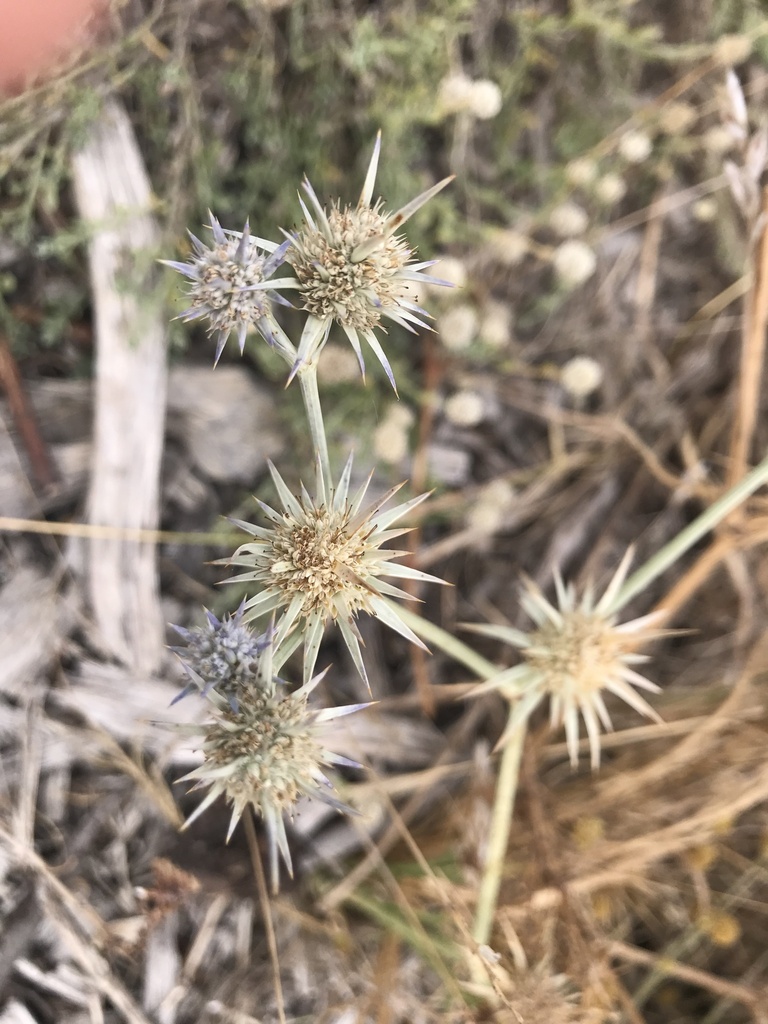 blue devil from Williamstown Rifle Range, Williamstown, VIC, AU on