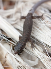 Xantusia vigilis