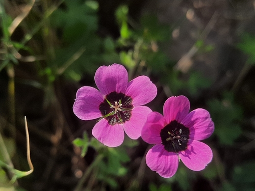Image of Geranium ocellatum by (c) Abhinav Thakur, some rights reserved (CC BY)