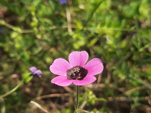 Image of Geranium ocellatum by (c) Abhinav Thakur, some rights reserved (CC BY)