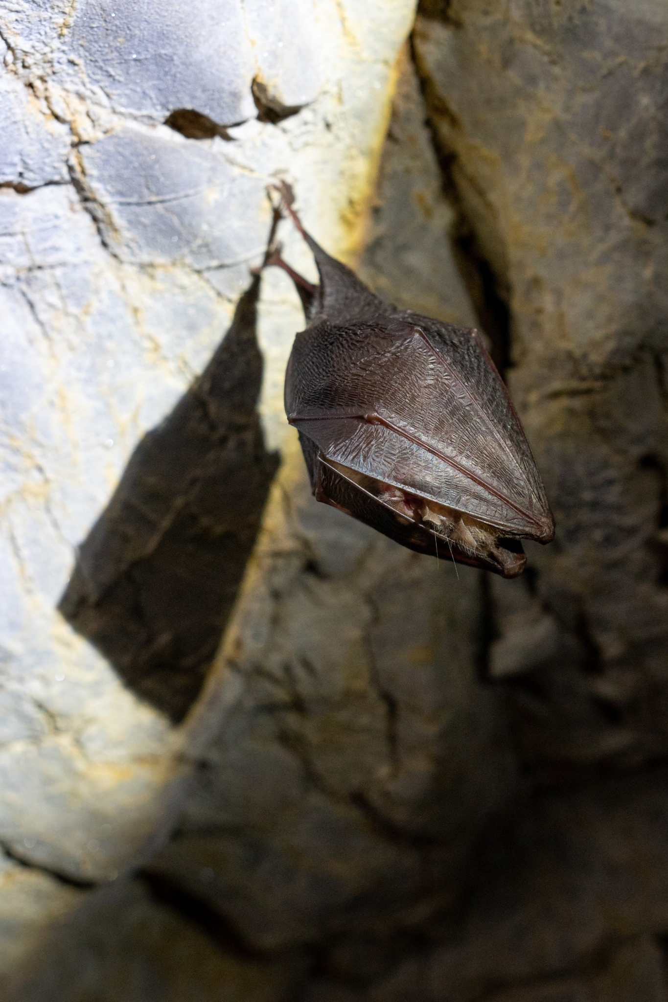 The Unseen Symphony of Sound: How Bats 'See' with Their Ears