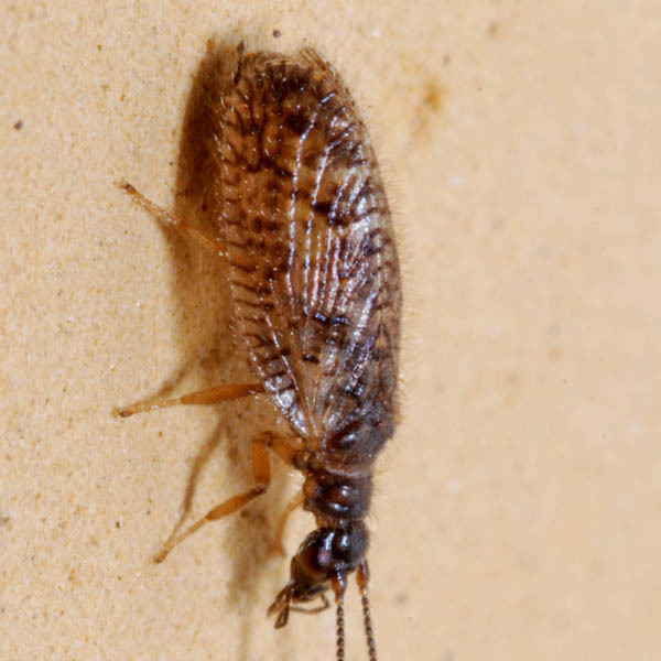 Psectra diptera