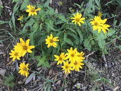 Heliopsis parvifolia