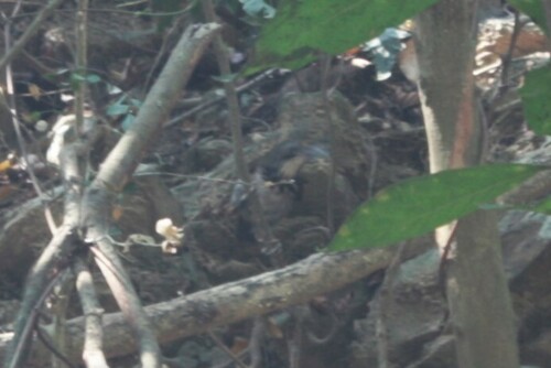 Black-necklaced Scimitar Babbler (Erythrogenys erythrocnemis), photo 5
