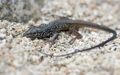 Aspidoscelis tigris tigris