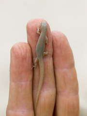 Xantusia vigilis