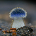 Μύκητας, Λειχήνα - Photo (c) chofungi, μερικά δικαιώματα διατηρούνται (CC BY-NC)