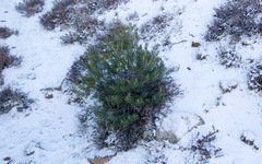 Pinus quadrifolia