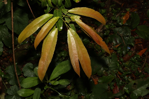 Image of Elaeocarpus kirtonii by (c) Greg Tasney, some rights reserved (CC BY-SA)