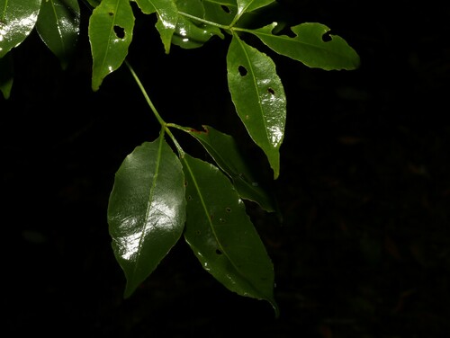 Image of Melicope hayesii by (c) Greg Tasney, some rights reserved (CC BY-SA)