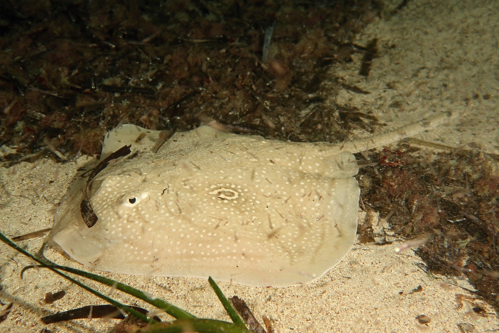 Rough ray resting on pale sand next to seagrass leaves