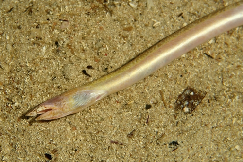 European finless eel (Apterichtus caecus) — Ophichthidae — 2