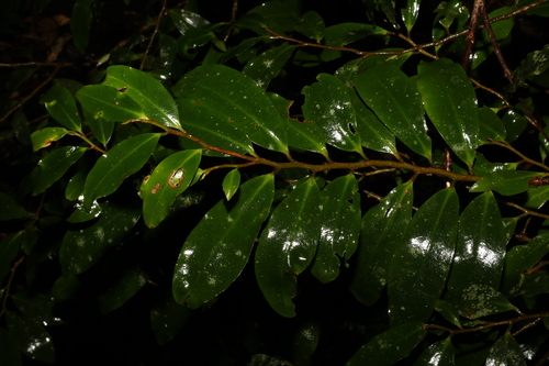 Ardisia bakeri (Ardisia bakeri)