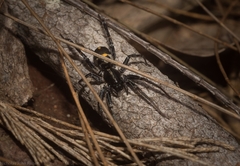 Nyssus