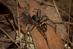 Nyssus