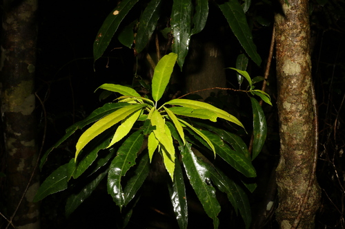 Image of Elaeocarpus kirtonii by (c) Greg Tasney, some rights reserved (CC BY-SA)