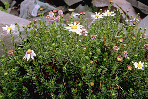 Tanacetum stoliczkae