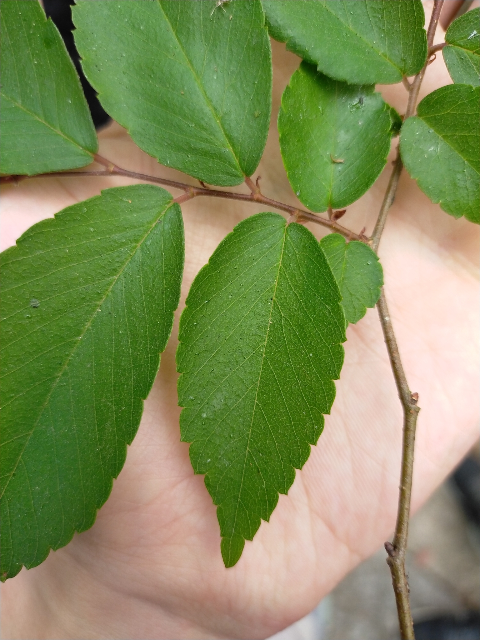 Zelkova serrata (Thunb.) Makino