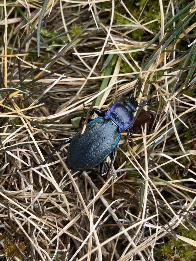Carabus guadarramus