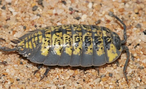 Porcellio spinipes