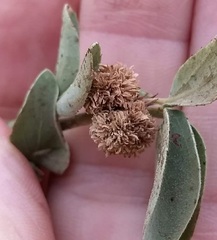 Asphondylia ceanothi