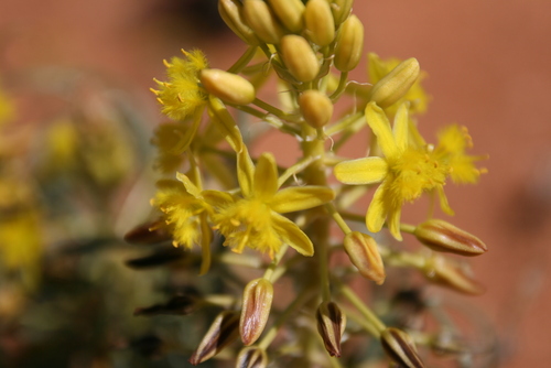 Bulbine namaensis image